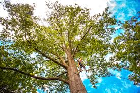 Tree and Shrub Care in Fredericksburg, PA